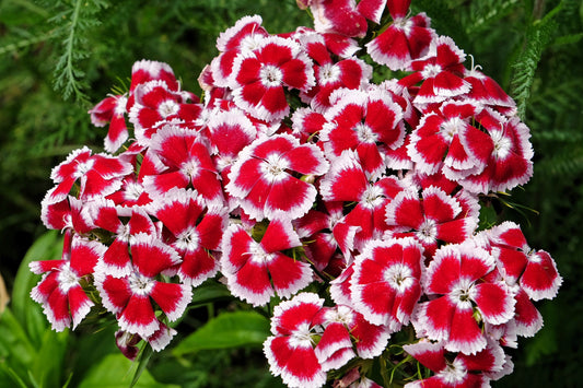 50 HOLBORN GLORY DIANTHUS Barbatus Red & White Sweet William Flower Seeds