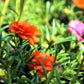 100 Orange PORTULACA MOSS ROSE Portulaca Grandiflora Succulent Flower Seeds