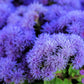 100 Dwarf BLUE MINK AGERATUM Houstonianum Fuzzy Double West Indies Flower Seeds