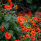50 RED MEXICAN Torch SUNFLOWER Tithonia Rotundifolia Red Orange Flower Seeds