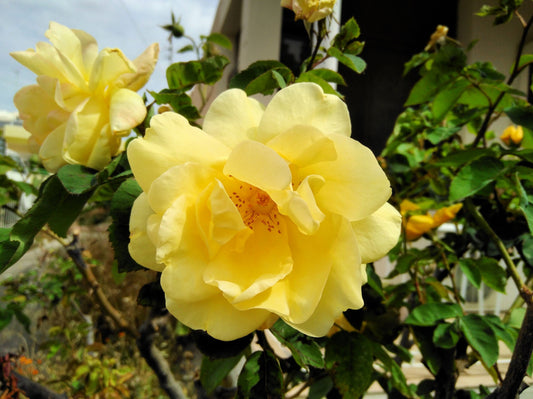 10 Yellow MANCHU ROSE Bush Rosa Xanthina Hummingbird Flower Seeds