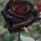 5 BLACK ROSE Rosa Bush Shrub Perennial Flower Seeds