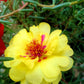 100 Yellow PORTULACA MOSS ROSE Portulaca Grandiflora Succulent Flower Seeds