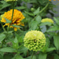 250 GREEN ENVY ZINNIA Elegans Heirloom Chartreuse Double Flower Seeds