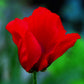 100 BEAUTY Of Livermere ORIENTAL POPPY Papaver Orientale Flower Seeds