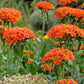 300 MALTESE CROSS Jerusalem Cross Lychnis Chalcedonica Campion Silene Flower Seeds