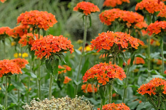 300 MALTESE CROSS Jerusalem Cross Lychnis Chalcedonica Campion Silene Flower Seeds