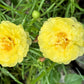 100 Yellow PORTULACA MOSS ROSE Portulaca Grandiflora Succulent Flower Seeds