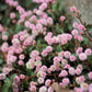 20 PUNCHING BALLS Pink Buttons Persicaria Capitata Polygonum Flower Seeds