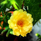 100 Yellow PORTULACA MOSS ROSE Portulaca Grandiflora Succulent Flower Seeds