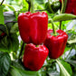 150 Yolo Wonder Sweet RED BELL PEPPER Capiscum Annuum Vegetable Seeds