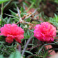 100 Pink PORTULACA Grandiflora / MOSS ROSE Flower Seeds