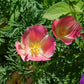 500 CARMINE King CALIFORNIA POPPY Pink Eschscholzia Californica Flower Seeds