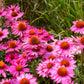 25 BRIGHT STAR CONEFLOWER Echinacea Purpurea Lavender Bright Rose Pink Flower Seeds