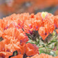 50 APRICOT BEAUTY STATICE Limonium Sinuatum Sea Lavender Flower Seeds