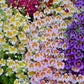 200 Mixed Colors BUTTERFLY ORCHID (Poor Mans Orchid / Angel Wings) Schizanthus Wisetonensis Flower Seeds