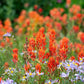 50 Red INDIAN PAINTBRUSH Castilleja Indivisa Flower Seeds