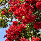 50 MIXED CREPE MYRTLE Lagerstroemia Indica Tree Shrub Crape  6 Color Mix - Red, Purple, Light Pink, Dark Pink, White, & Lilac Flower Seeds