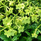 100 Heirloom MIXED COLORS NICOTIANA (Ornamental Flowering Tobacco) Nicotiana Alata Flower Seeds