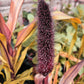 25 RED JEWEL MILLET Setaria Italica Ornamental Grass Flower Seeds