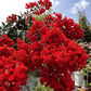 50 MIXED CREPE MYRTLE Lagerstroemia Indica Tree Shrub Crape  6 Color Mix - Red, Purple, Light Pink, Dark Pink, White, & Lilac Flower Seeds