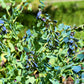 10 BLUE SHRIMP PLANT / Honeywort Cerinthe Major Flower Seeds
