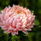 30 Duchess APRICOT PAEONY ASTER French Peony Callistephus Double Flower Seeds