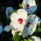 25 Luna WHITE HARDY HIBISCUS Hibiscus Moscheutos Flower Seeds