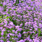 150 BUENOS AIRES VERBENA Brazilian Purple Bonariensis Patagonica Flower Seeds