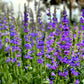300 Blue ROCKY MOUNTAIN BEARDTONGUE Penstemon Strictus Flower Seeds