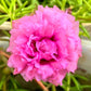 100 Pink PORTULACA Grandiflora / MOSS ROSE Flower Seeds