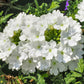 100 MIXED COLORS VERBENA Hybrida Compacta Flower Seeds