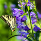 300 Blue ROCKY MOUNTAIN BEARDTONGUE Penstemon Strictus Flower Seeds