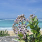 10 GIANT MILKWEED Sodom Apple Calotropis Procera Crown Flower Shrub Seeds