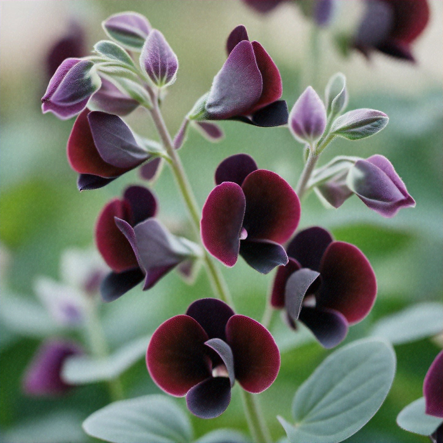 20 Royal MAROON SWEET PEA Lathyrus Odoratus Vine Dark Red Fragrant Flower Seeds