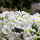 25 WHITE PETUNIA Grandiflora Flower Seeds