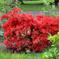 10 RED CUMBERLAND AZALEA Rhododendron Cumberlandense Bush Shrub Flower Seeds