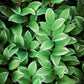 15 Variegated SOLOMONS SEAL Polygonatum Biflorum Canaliculatum Flower Seeds