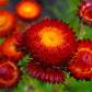 100 Red FIRE BALL STRAWFLOWER Xerochrysum Bracteatum Helichrysum Monstrosum Flower Seeds