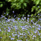 1000 CHICORY (Blue Daisy / Blue Sailors / Coffeeweed / Succory) Cichorium Intybus Flower Herb Seeds