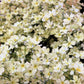 1000 White BABY'S BREATH 'Covent Garden' Gypsophila Elegans Flower Seeds