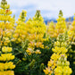 50 GOLDEN LUPINE Lupinus Densiflorus Yellow Hummingbird Flower Seeds