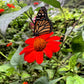 50 RED MEXICAN Torch SUNFLOWER Tithonia Rotundifolia Red Orange Flower Seeds