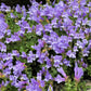 50 ALPINE PENSTEMON Davidsonii Davidson's Beardtongue Purple Flower Seeds