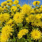 25 CACTUS DOUBLE DAHLIA Mix Variabilis Mixed Colors Hummingbird Flower Seeds