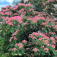 25 MIMOSA / Persian SILK TREE Albizia Julibrissin Seeds