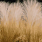 25 MEXICAN FEATHER GRASS Pony Tails Ornamental Stipa Tenuissima Nassella Seeds Wind Whisp