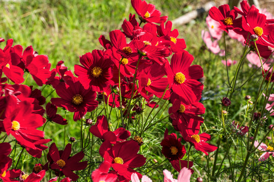 300 RED COSMOS DAZZLER Cosmos Bipinnatus Flower Seeds