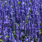 500 BLUE BEDDER SAGE Salvia Farinacea Flower Seeds