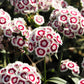 50 HOLBORN GLORY DIANTHUS Barbatus Red & White Sweet William Flower Seeds